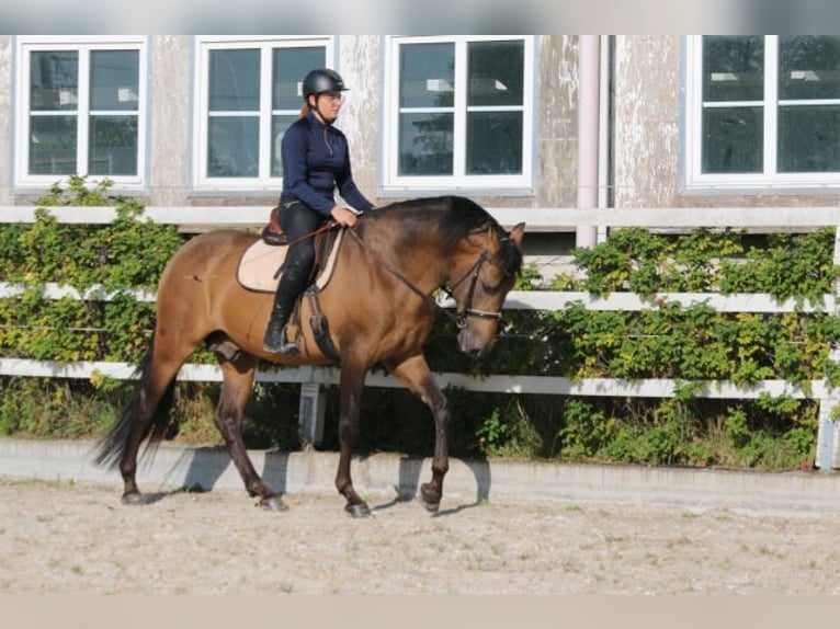 PRE Croisé Étalon 5 Ans 168 cm Isabelle in Bibertal