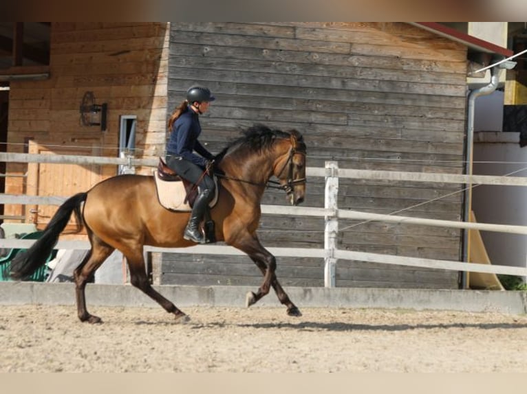 PRE Croisé Étalon 5 Ans 168 cm Isabelle in Bibertal