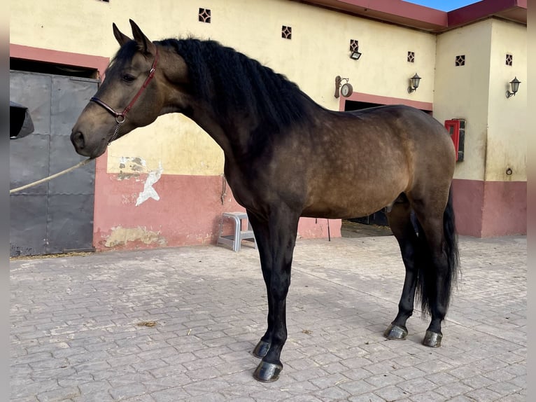 PRE Croisé Étalon 5 Ans 168 cm Isabelle in Granollers