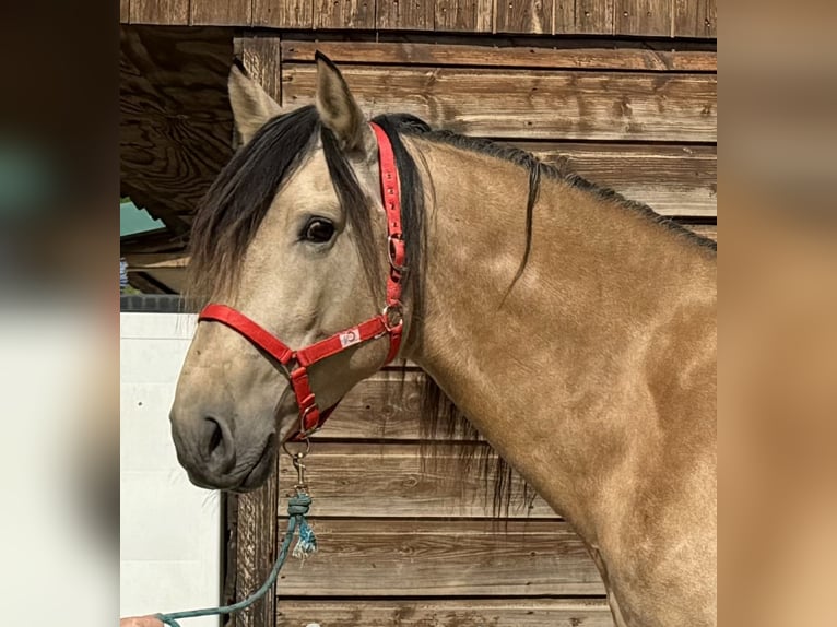 PRE Croisé Étalon 5 Ans 168 cm Isabelle in Barcelona