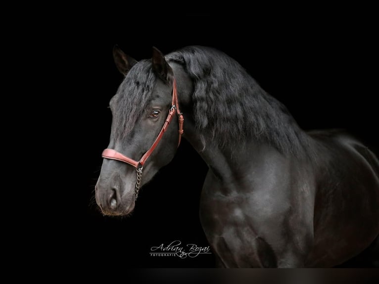 PRE Croisé Étalon 5 Ans 168 cm Noir in Sigmarszell