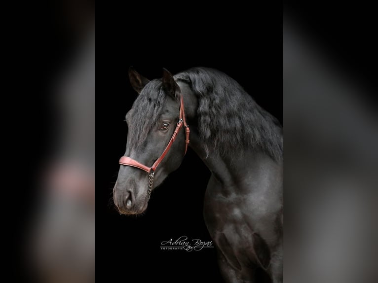 PRE Croisé Étalon 5 Ans 168 cm Noir in Sigmarszell