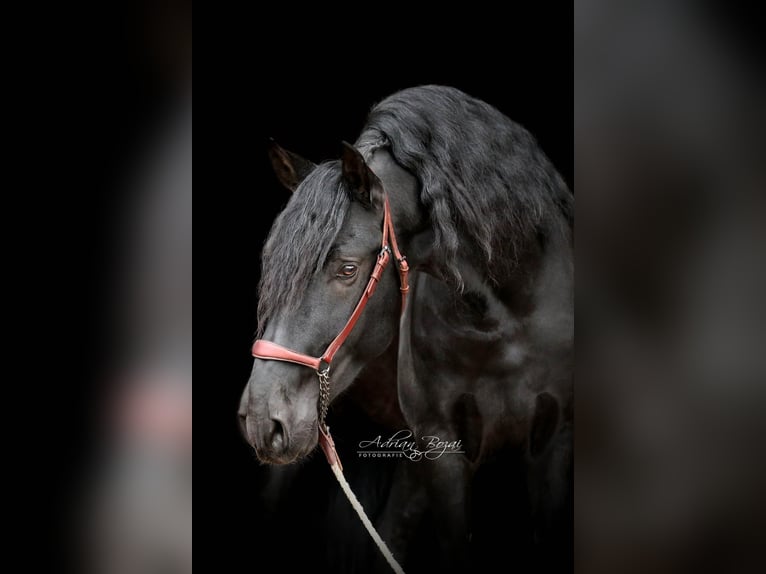 PRE Croisé Étalon 5 Ans 168 cm Noir in Sigmarszell