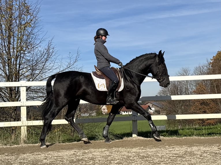 PRE Croisé Étalon 5 Ans 168 cm Noir in Sigmarszell