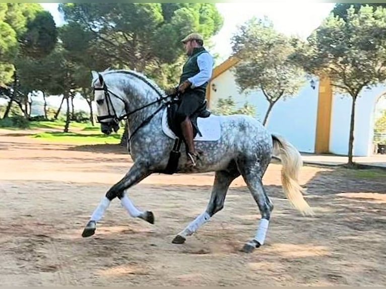 PRE Croisé Étalon 5 Ans 169 cm Gris in Sanlucar