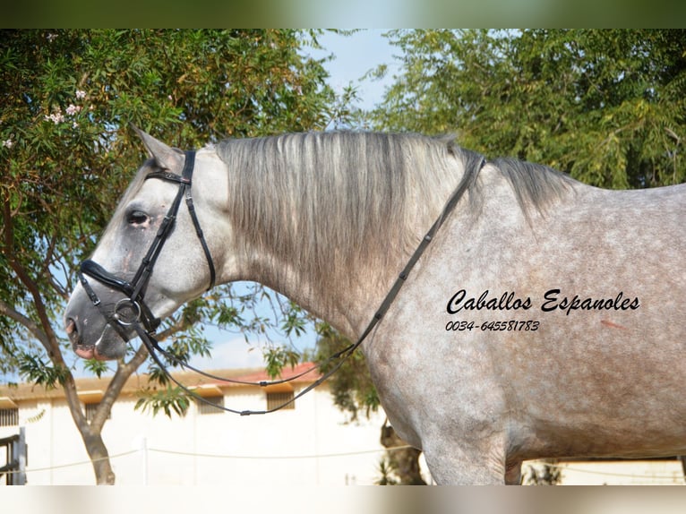 PRE Étalon 5 Ans 169 cm Gris in Vejer de la Frontera