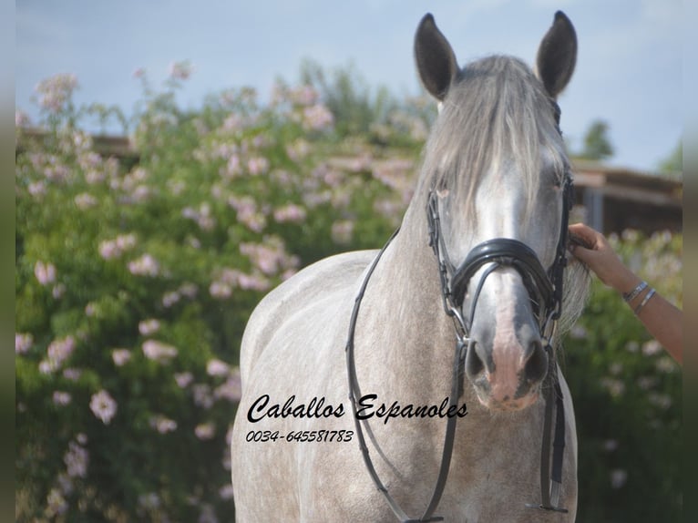 PRE Étalon 5 Ans 169 cm Gris in Vejer de la Frontera