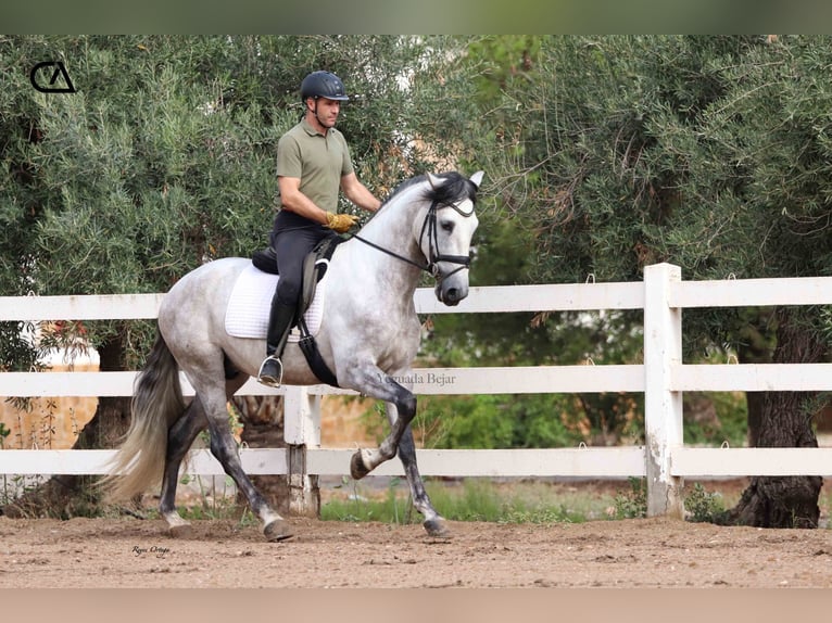 PRE Étalon 5 Ans 169 cm Gris pommelé in Puerto Lumbreras