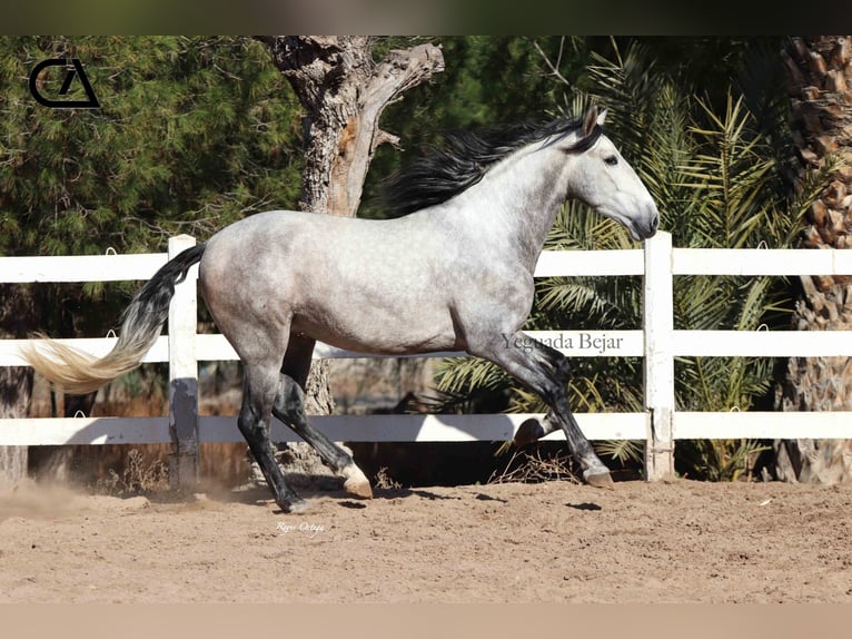 PRE Étalon 5 Ans 169 cm Gris pommelé in Puerto Lumbreras