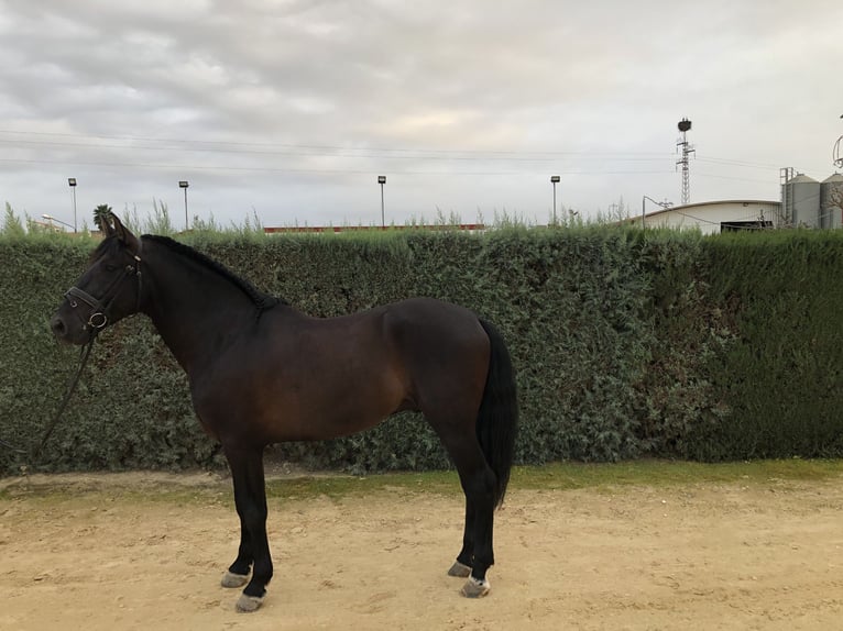 PRE Croisé Étalon 5 Ans 169 cm Noir in Pilas