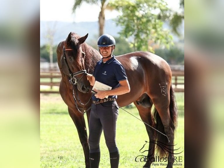 PRE Croisé Étalon 5 Ans 170 cm Bai in Cordoba