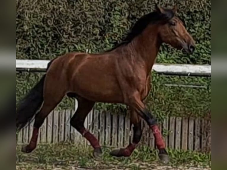 PRE Étalon 5 Ans 170 cm Bai in Varese