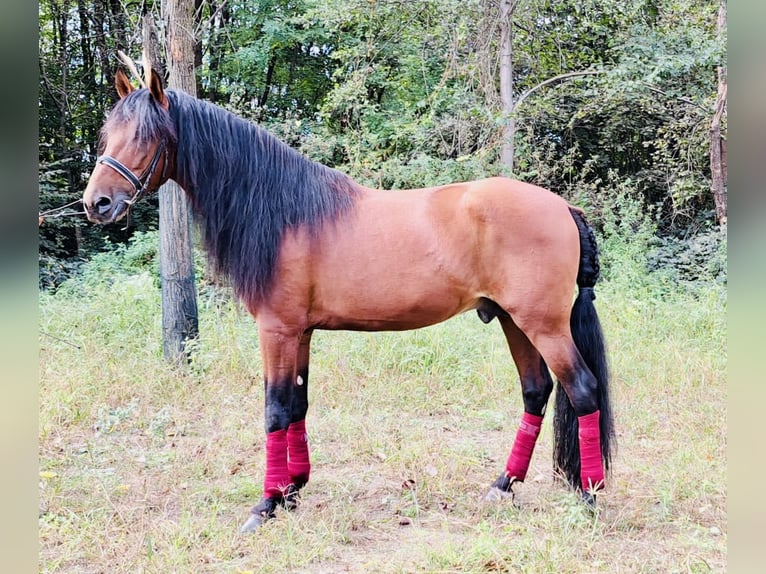 PRE Étalon 5 Ans 170 cm Bai in Varese