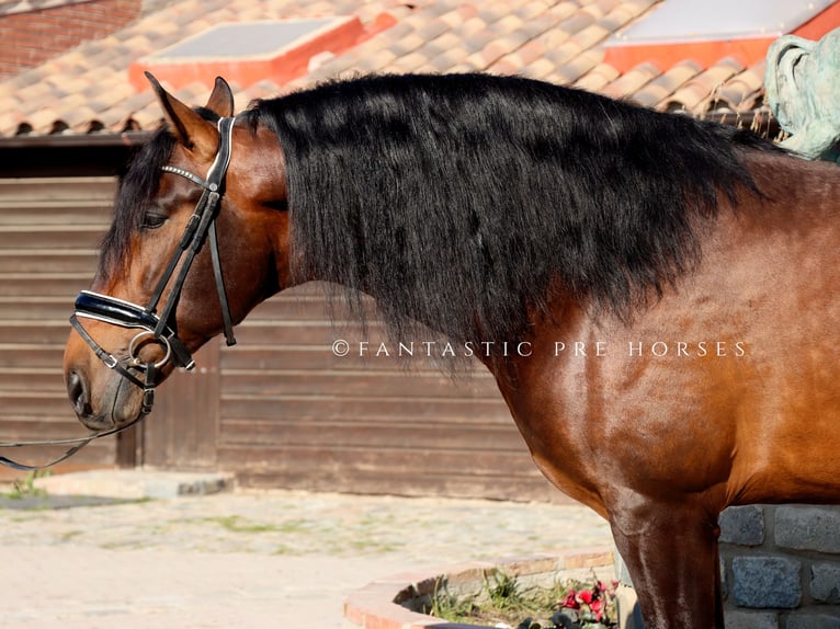 PRE Croisé Étalon 5 Ans 170 cm Bai in Santa Perpetua de Mogoda