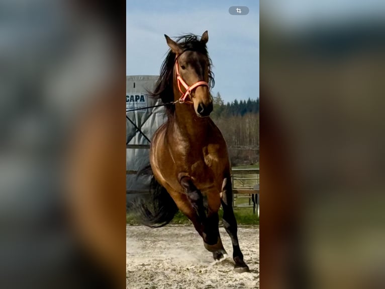 PRE Croisé Étalon 5 Ans 170 cm Buckskin in Steinebach