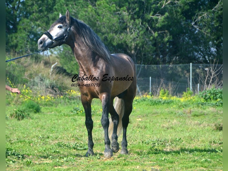 PRE Croisé Étalon 5 Ans 170 cm Gris (bai-dun) in Vejer de la Frontera