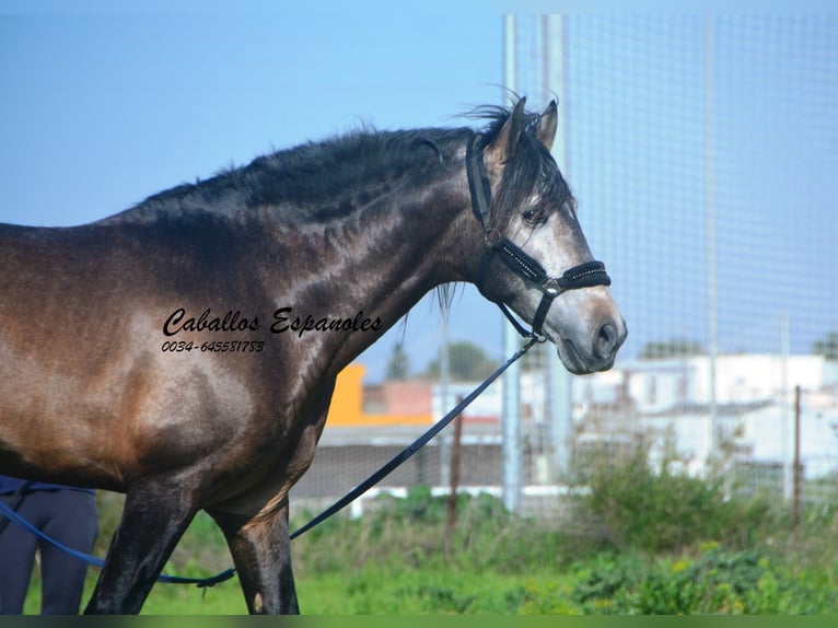 PRE Croisé Étalon 5 Ans 170 cm Gris (bai-dun) in vejer de la frontera