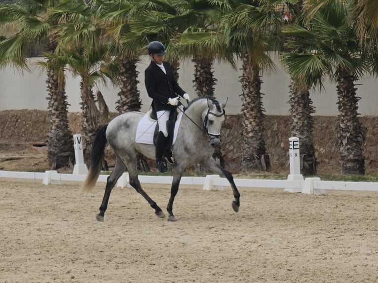 PRE Étalon 5 Ans 170 cm Gris in LAlcúdia