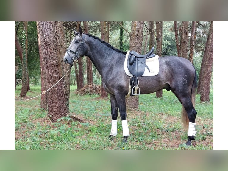 PRE Croisé Étalon 5 Ans 170 cm Gris in NAVAS DEL MADRONO