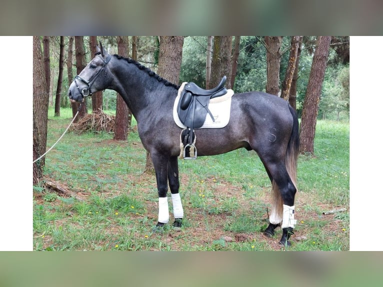 PRE Croisé Étalon 5 Ans 170 cm Gris in NAVAS DEL MADRONO