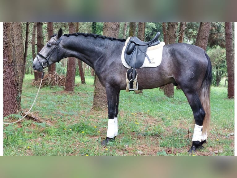 PRE Croisé Étalon 5 Ans 170 cm Gris in NAVAS DEL MADRONO