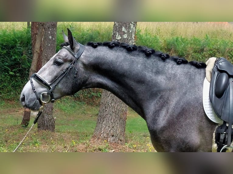 PRE Croisé Étalon 5 Ans 170 cm Gris in NAVAS DEL MADRONO