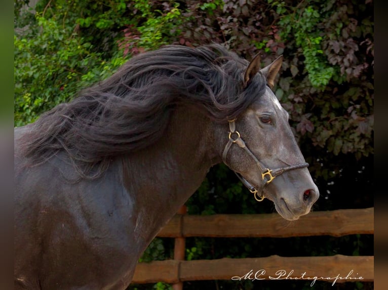 PRE Étalon 5 Ans 170 cm Gris noir in Brandis