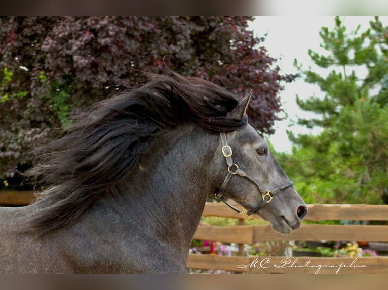 PRE Étalon 5 Ans 170 cm Gris noir in Brandis