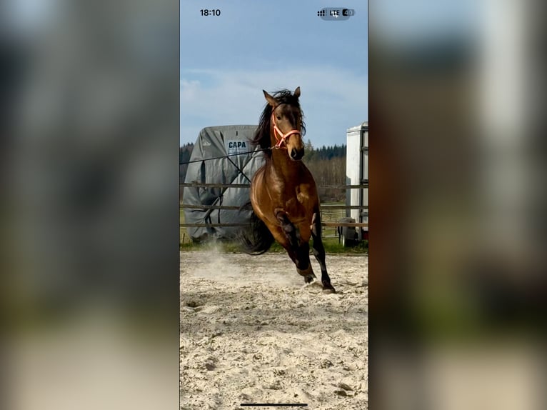 PRE Croisé Étalon 5 Ans 170 cm Isabelle in Steinebach