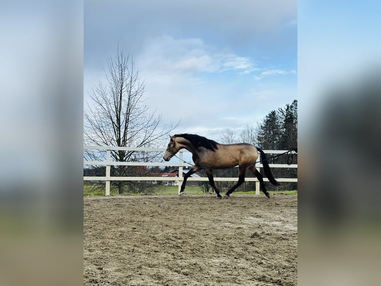 PRE Étalon 5 Ans 170 cm Isabelle in Sigmarszell