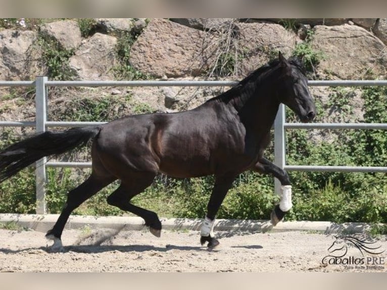 PRE Étalon 5 Ans 170 cm Noir in Barcelona