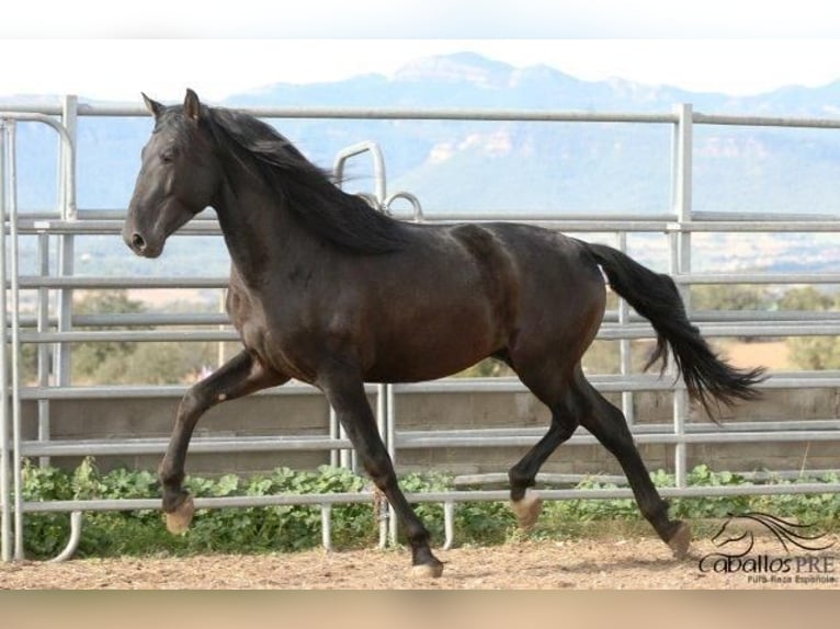 PRE Étalon 5 Ans 170 cm Noir in Barcelona