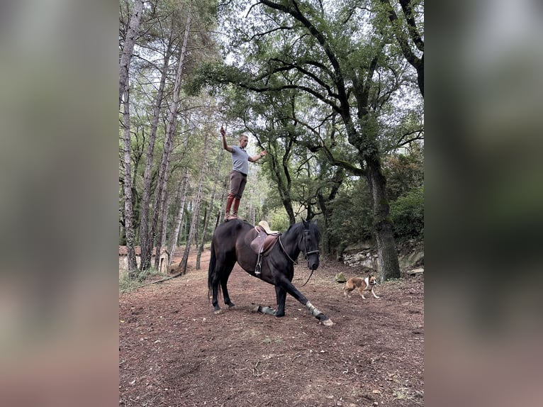 PRE Étalon 5 Ans 170 cm Noir in Cardona