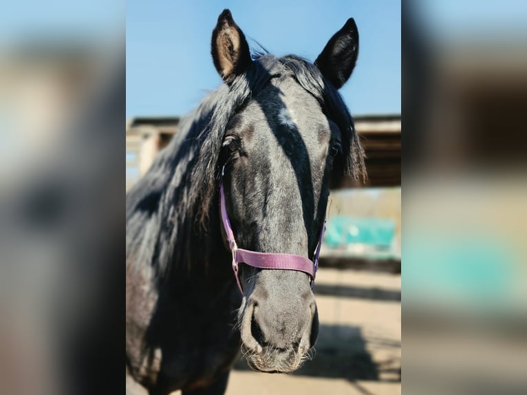 PRE Croisé Étalon 5 Ans 170 cm Noir in Thyrow