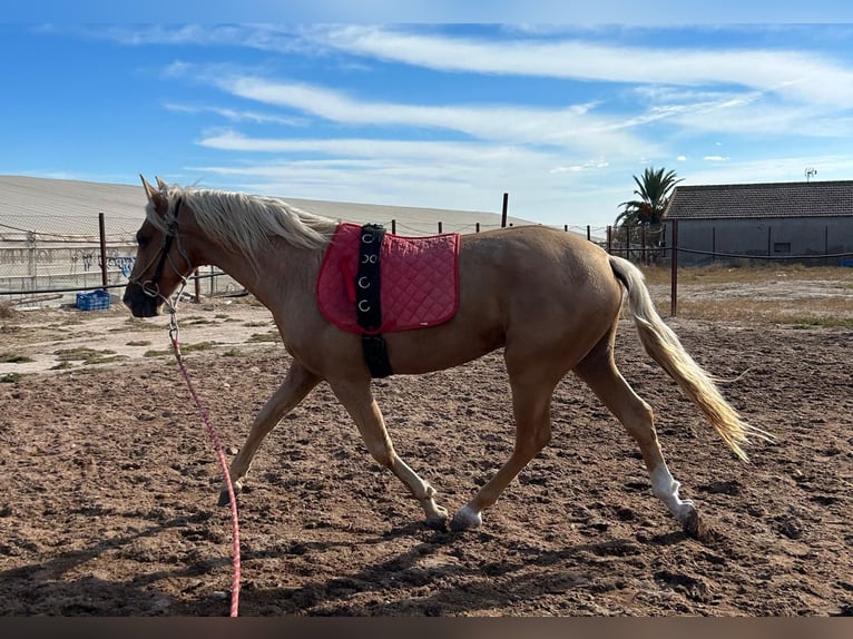 PRE Étalon 5 Ans 170 cm Perlino in Torre Pacheco