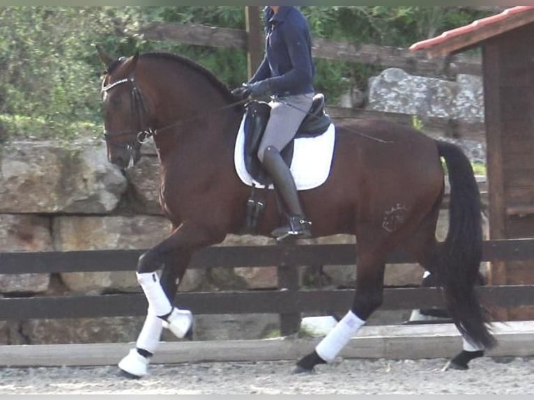 PRE Croisé Étalon 5 Ans 171 cm Bai in Barcelona