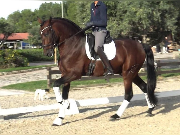 PRE Croisé Étalon 5 Ans 171 cm Bai in Barcelona