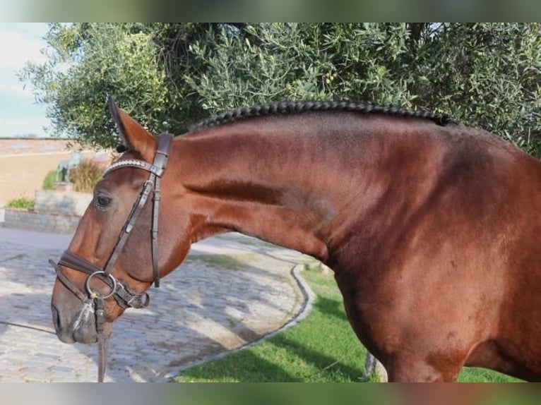 PRE Croisé Étalon 5 Ans 171 cm Bai in Barcelona