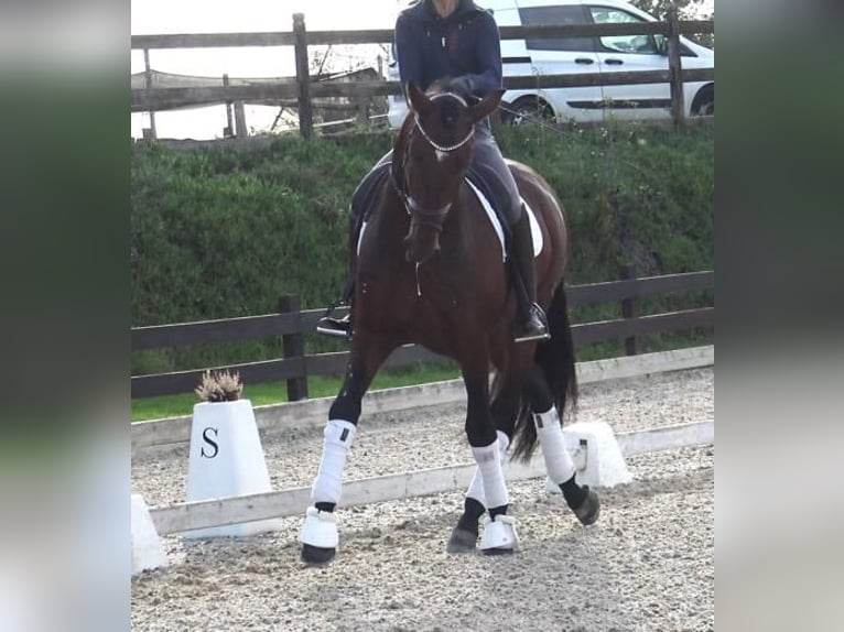 PRE Croisé Étalon 5 Ans 171 cm Bai in Barcelona