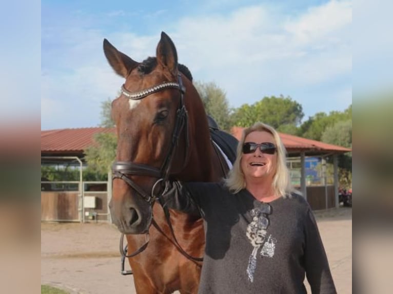 PRE Croisé Étalon 5 Ans 171 cm Bai in Barcelona