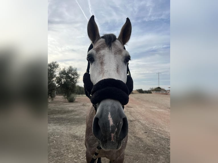 PRE Croisé Étalon 5 Ans 171 cm Gris in Bailen