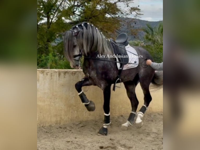 PRE Croisé Étalon 5 Ans 171 cm Gris pommelé in Sevilla