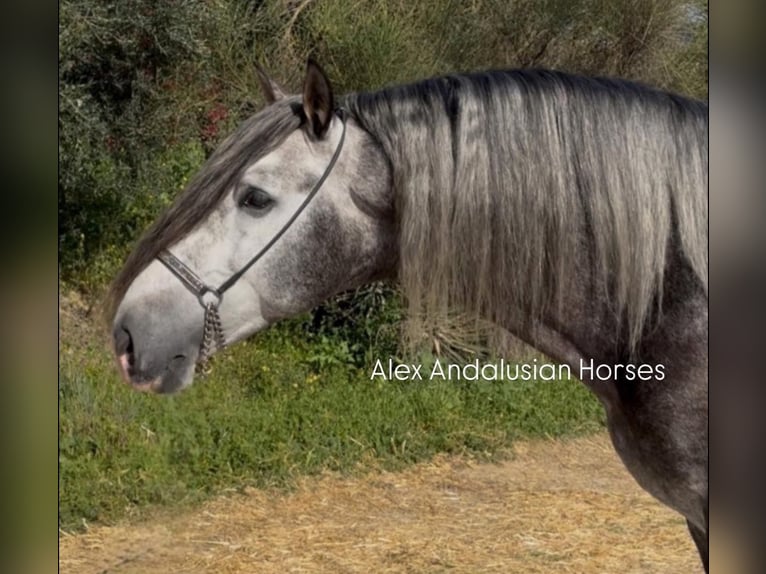 PRE Croisé Étalon 5 Ans 171 cm Gris pommelé in Sevilla