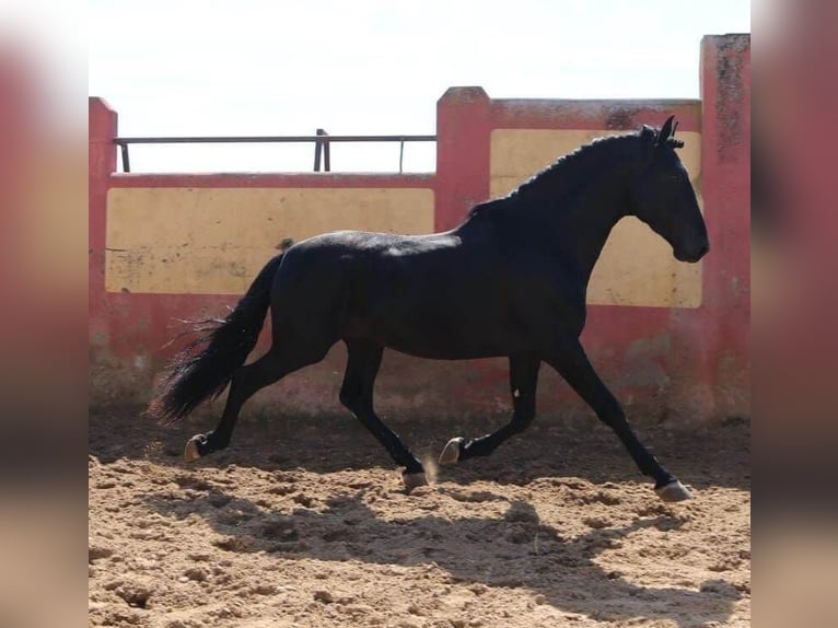 PRE Croisé Étalon 5 Ans 171 cm Noir in Sevilla