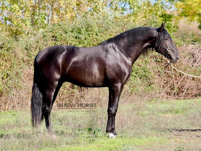 PRE Croisé Étalon 5 Ans 171 cm Noir in NAVAS DEL MADRONO