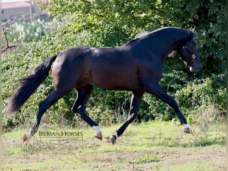 PRE Croisé Étalon 5 Ans 171 cm Noir in NAVAS DEL MADRONO