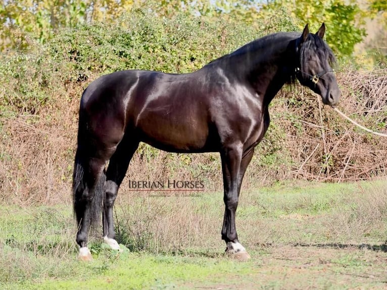 PRE Croisé Étalon 5 Ans 171 cm Noir in NAVAS DEL MADRONO