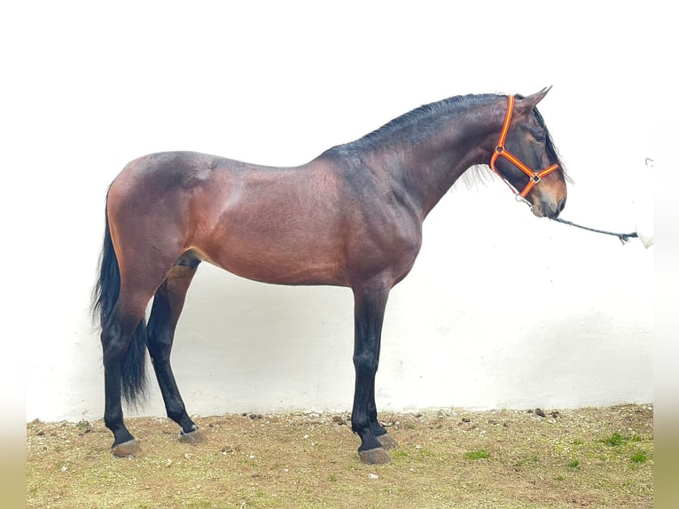 PRE Croisé Étalon 5 Ans 172 cm Bai brun in Marchena