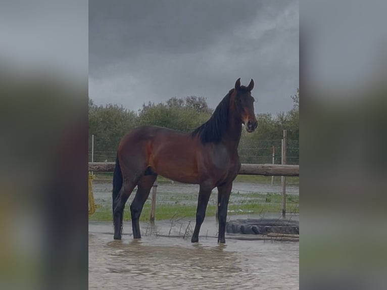 PRE Croisé Étalon 5 Ans 172 cm Bai brun in Marchena