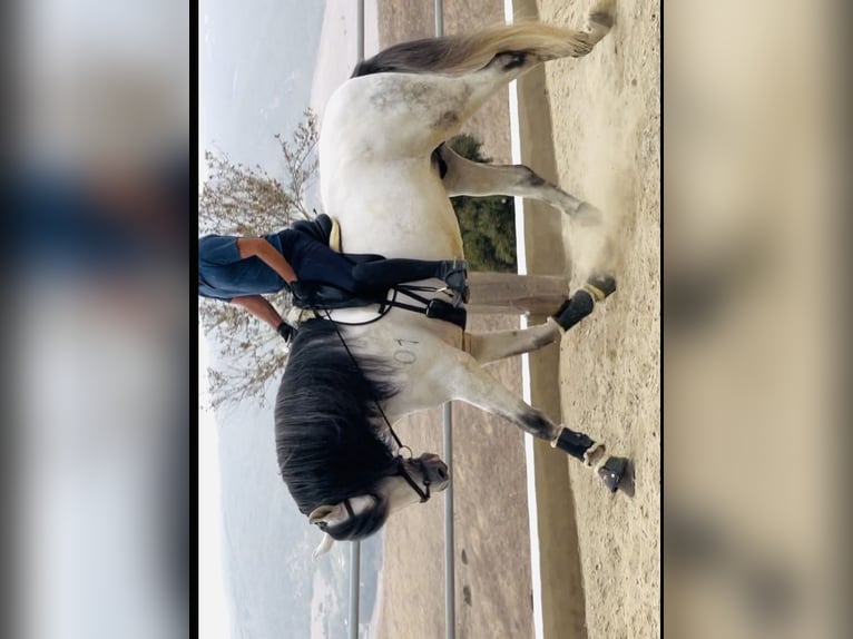 PRE Croisé Étalon 5 Ans 172 cm Gris in Übersee